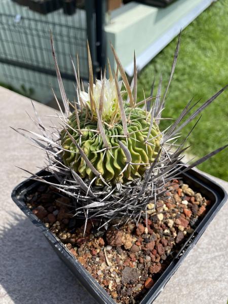 Stenocactus crispatus